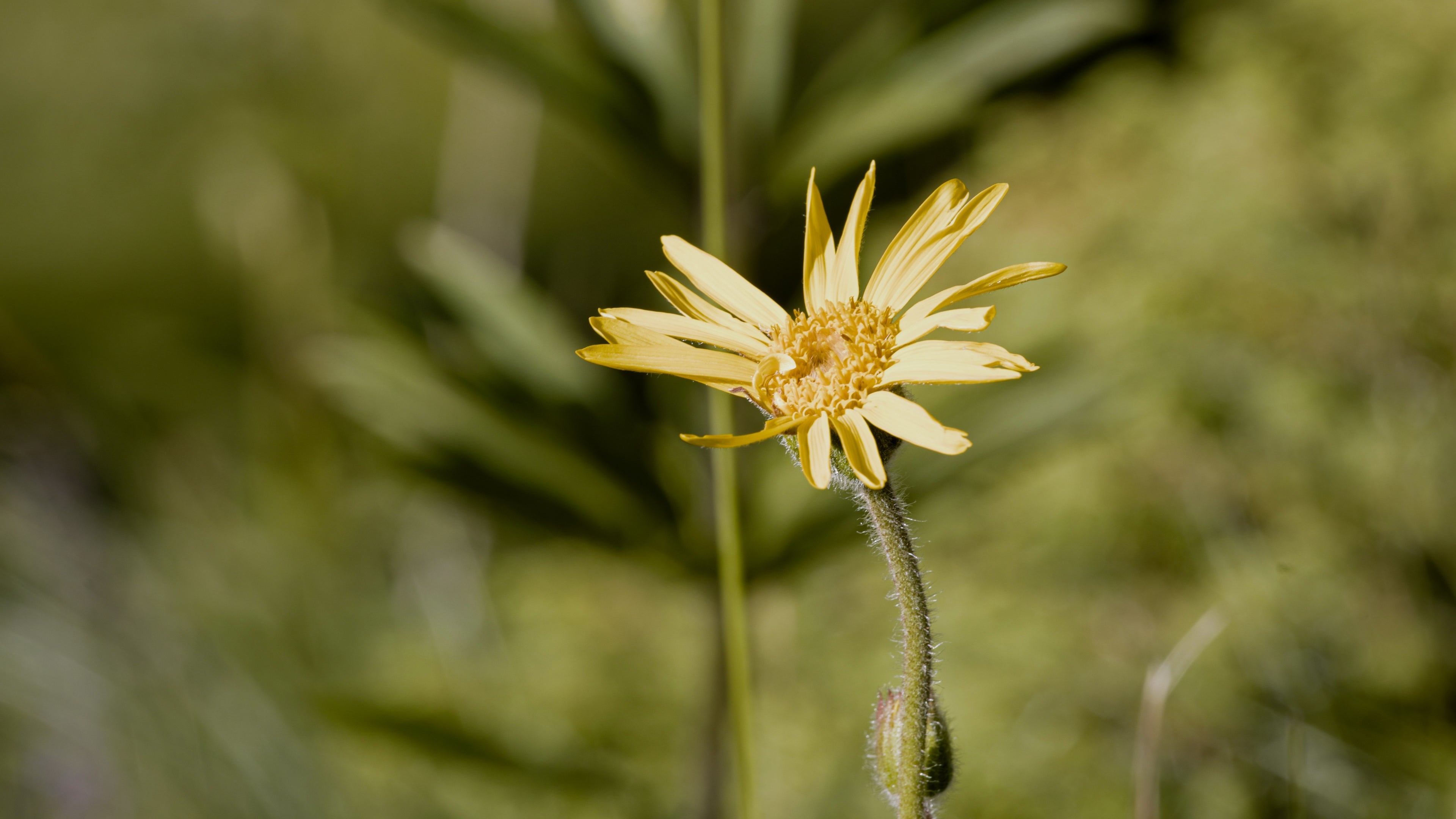 Arnica Montana: quello che conta davvero