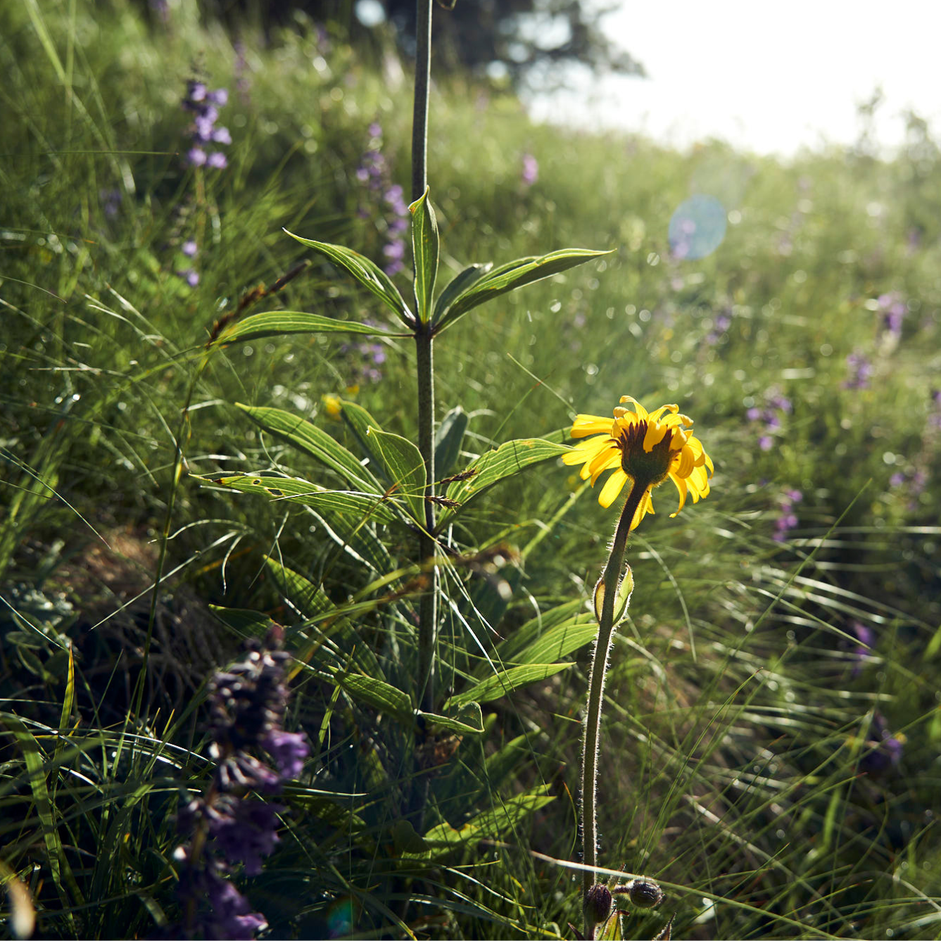 Arnica Science: 50 Anni di Esperienza nel Cuore delle Dolomiti