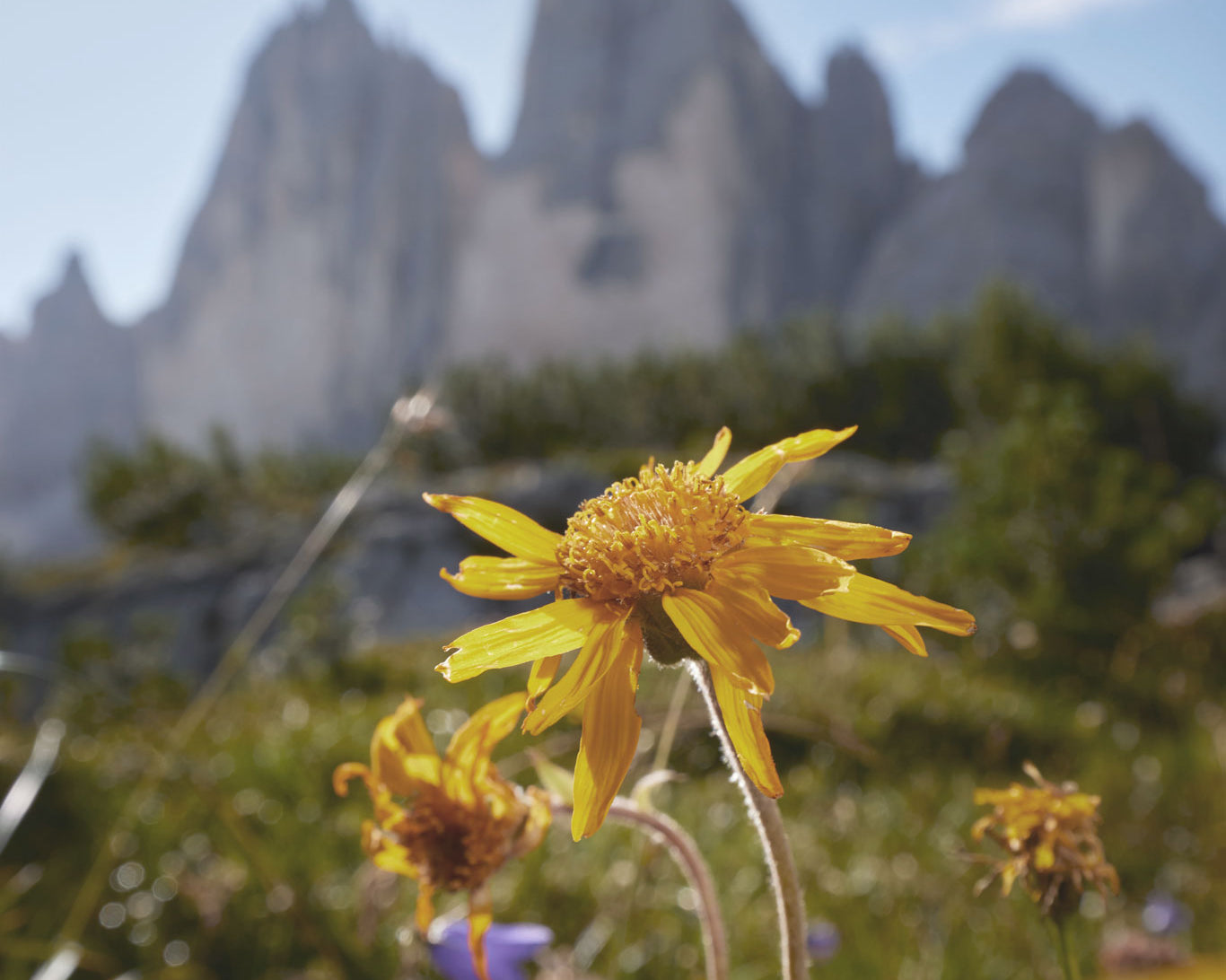 Arnica Montana: il suo incredibile potenziale per la cura della pelle