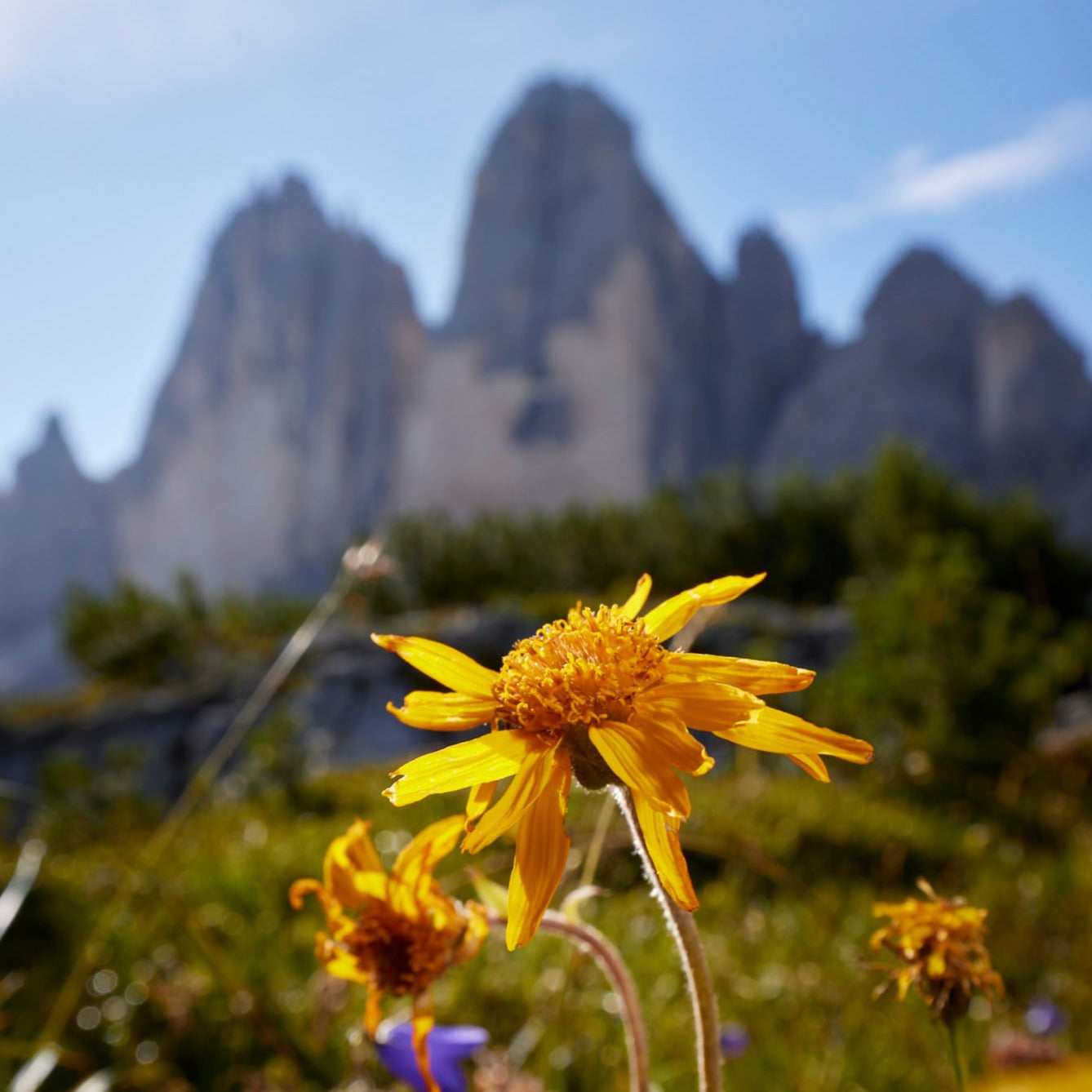 Arnica Oil 100ml olio massaggio schiena collo gambe senza profumo FD Dolomites
