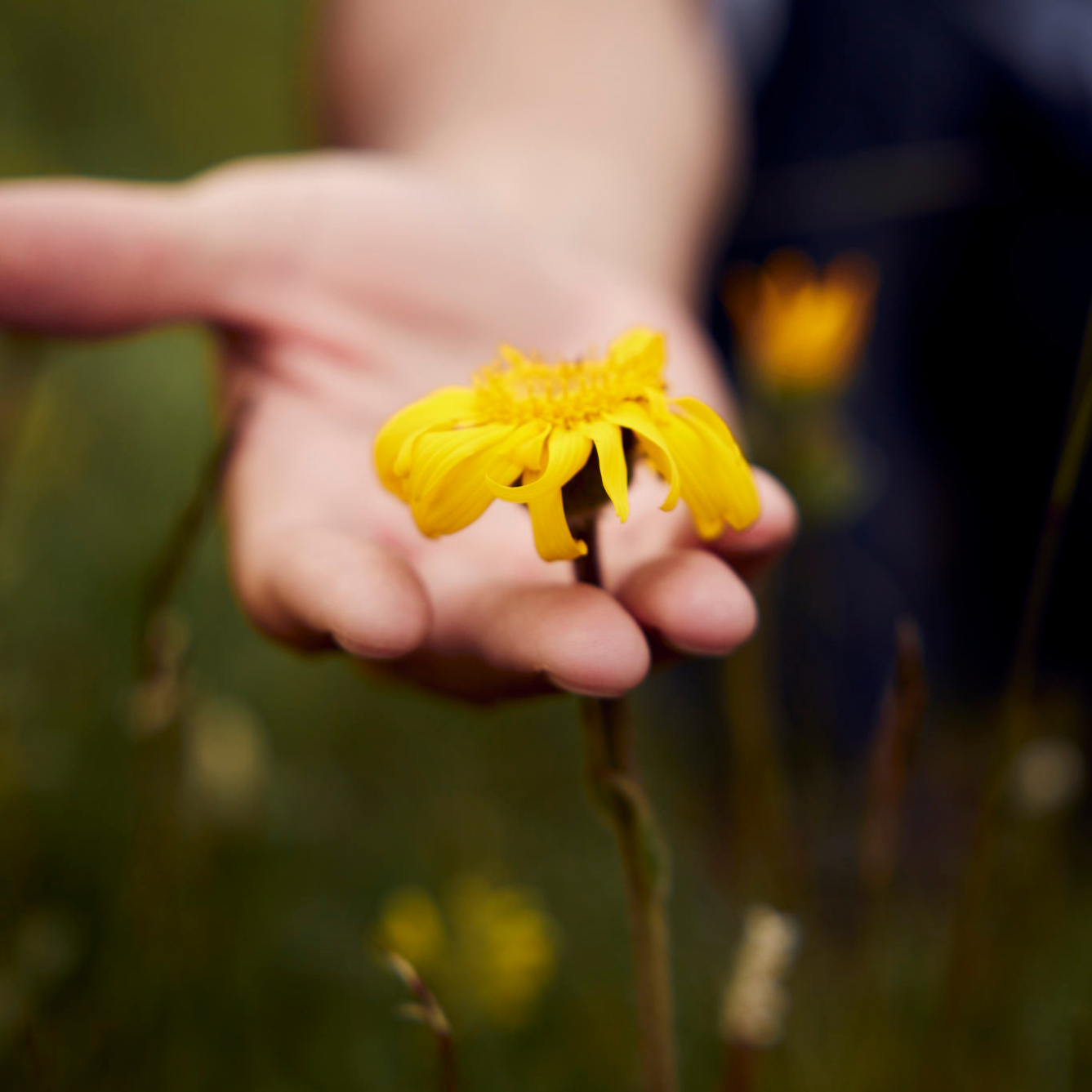 FD_Dolomites_Arnica_Science.png