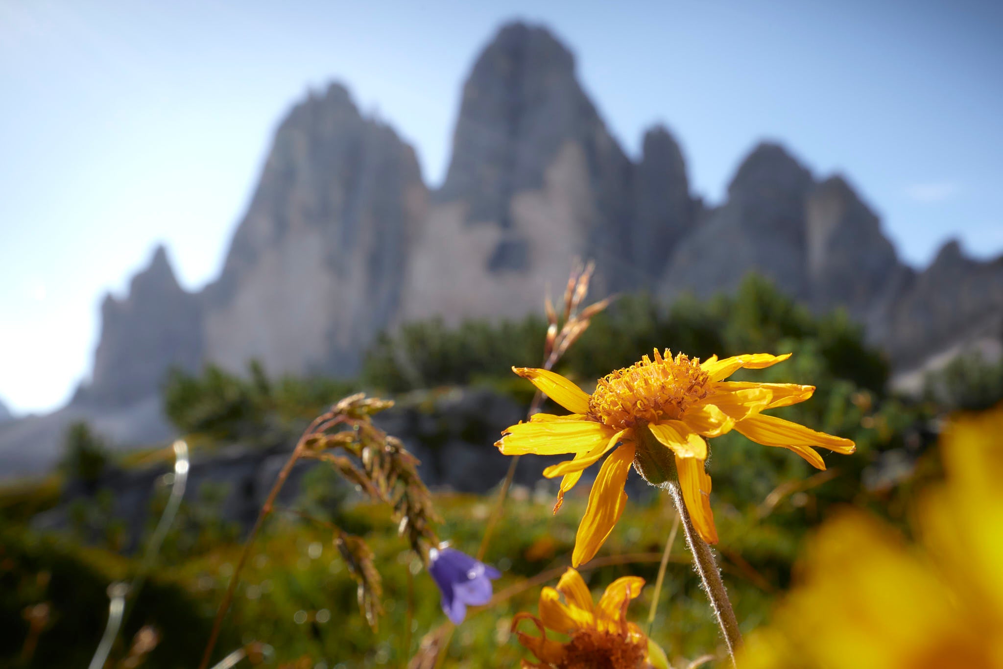 FD_Dolomites_Arnika_Auswahl-28-Web-_Freiundzeit.jpg
